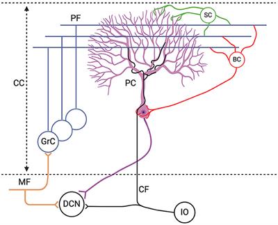 Purkinje cell models: past, present and future